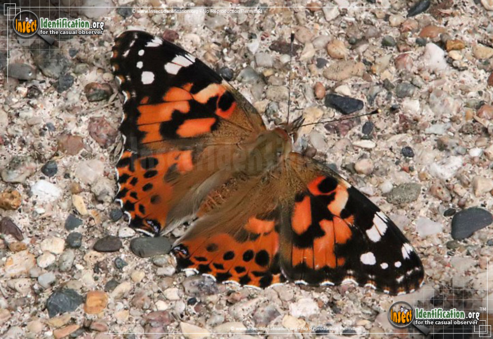 Full-sized image #3 of the Painted-Lady-Butterfly