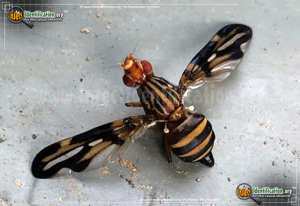 Full-sized image of the Picture-Winged-Fly-Idana-marginata