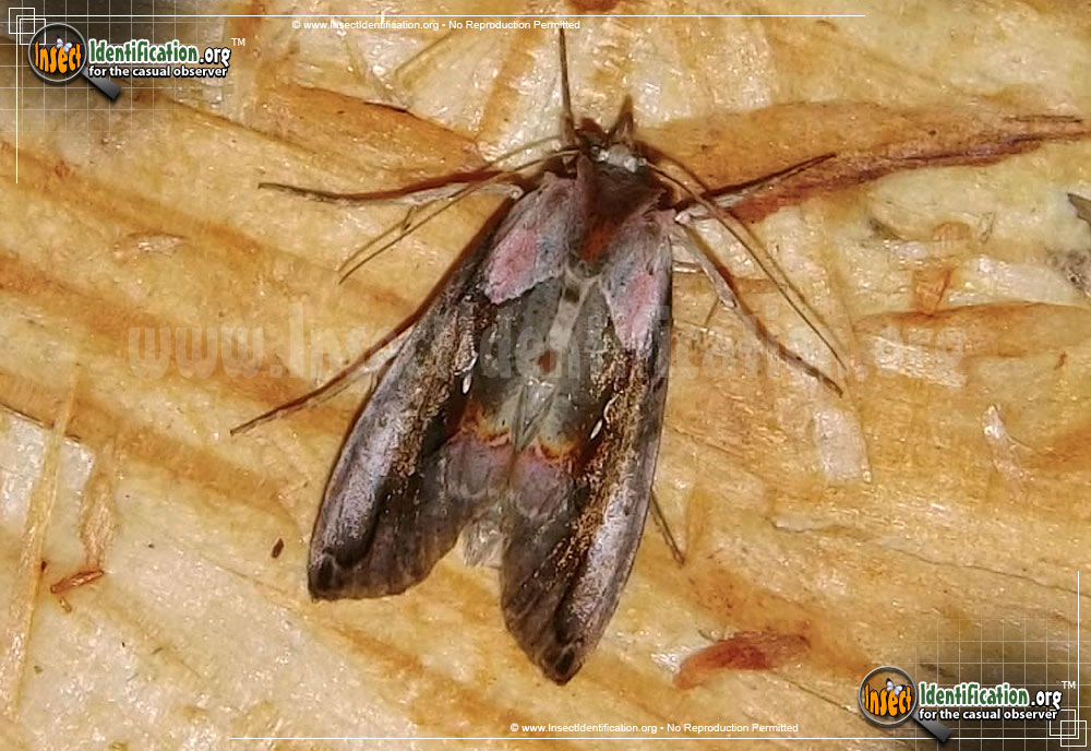 Full-sized image of the Pink-Patched-Looper-Moth