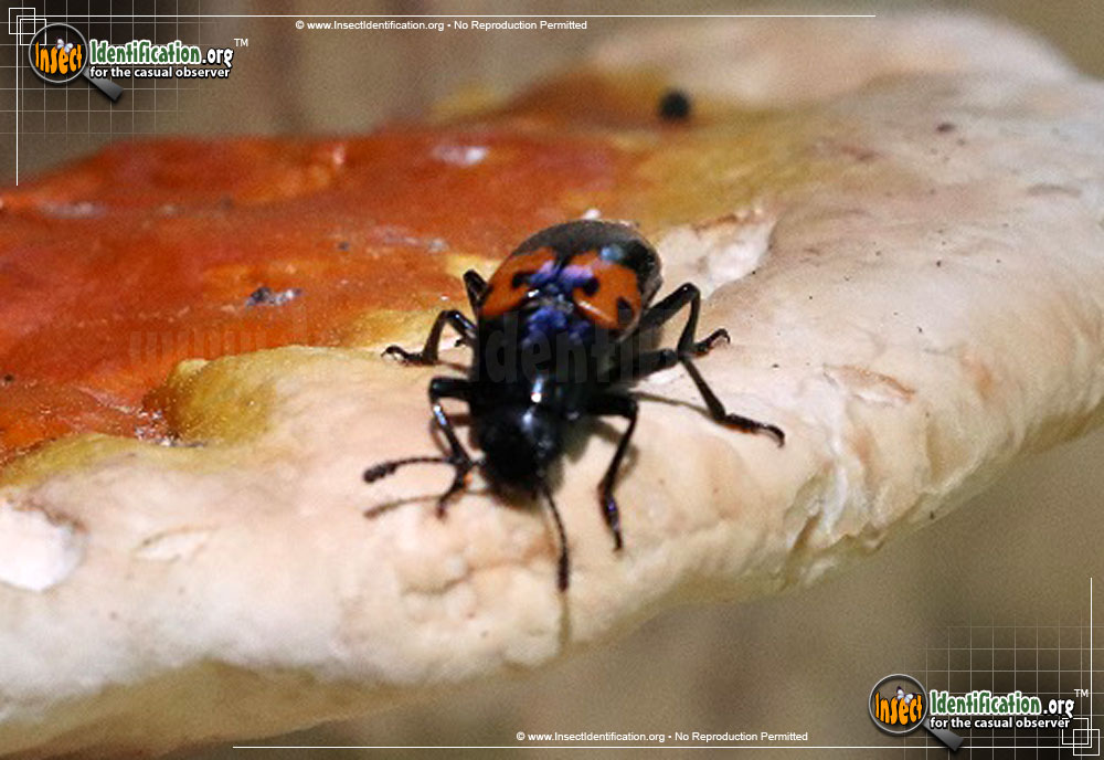 Full-sized image #5 of the Pleasing-Fungus-Beetle-Megalodacne