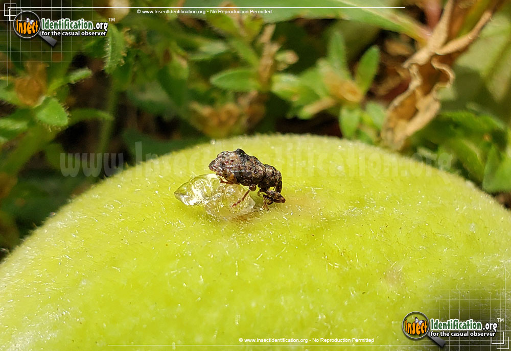 Full-sized image #2 of the Plum-Curculio-Weevil-Beetle