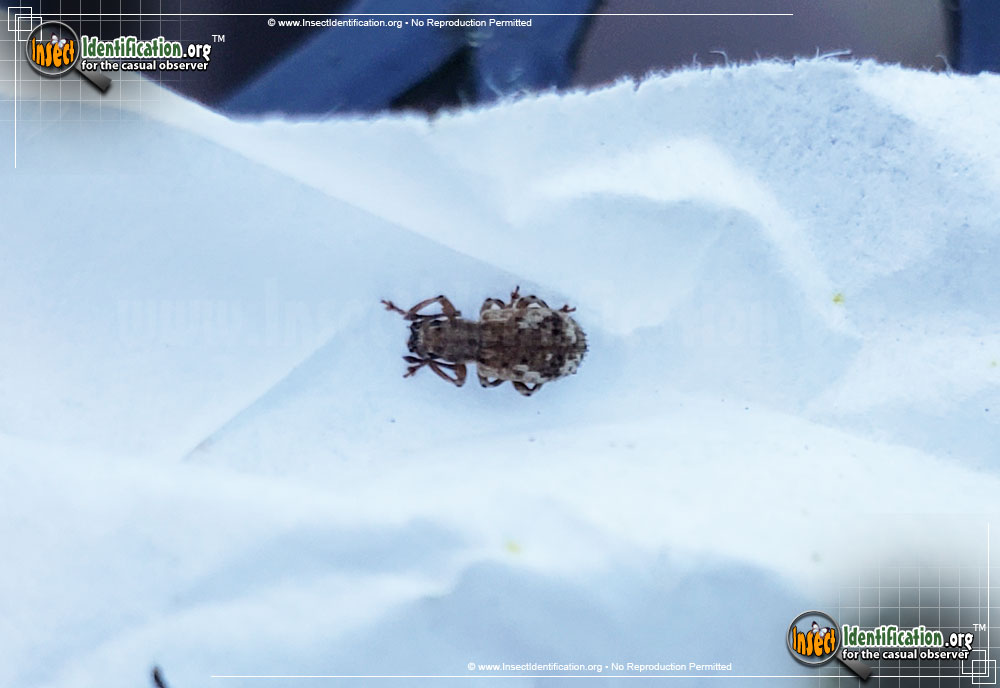 Full-sized image #5 of the Plum-Curculio-Weevil-Beetle