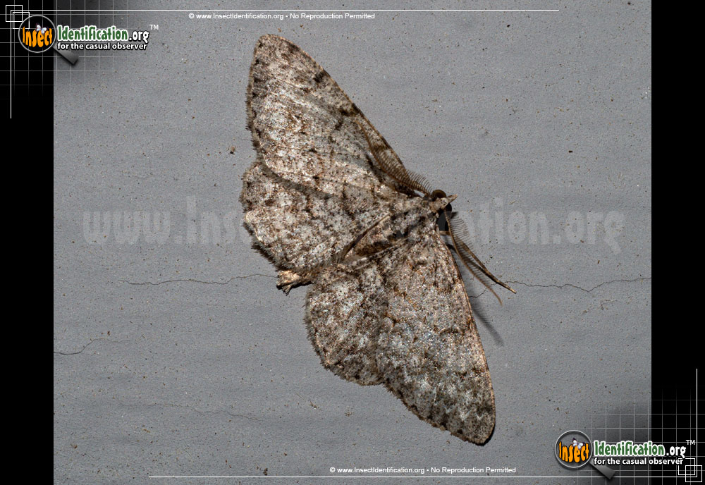 Full-sized image #3 of the Porcelain-Gray-Moth