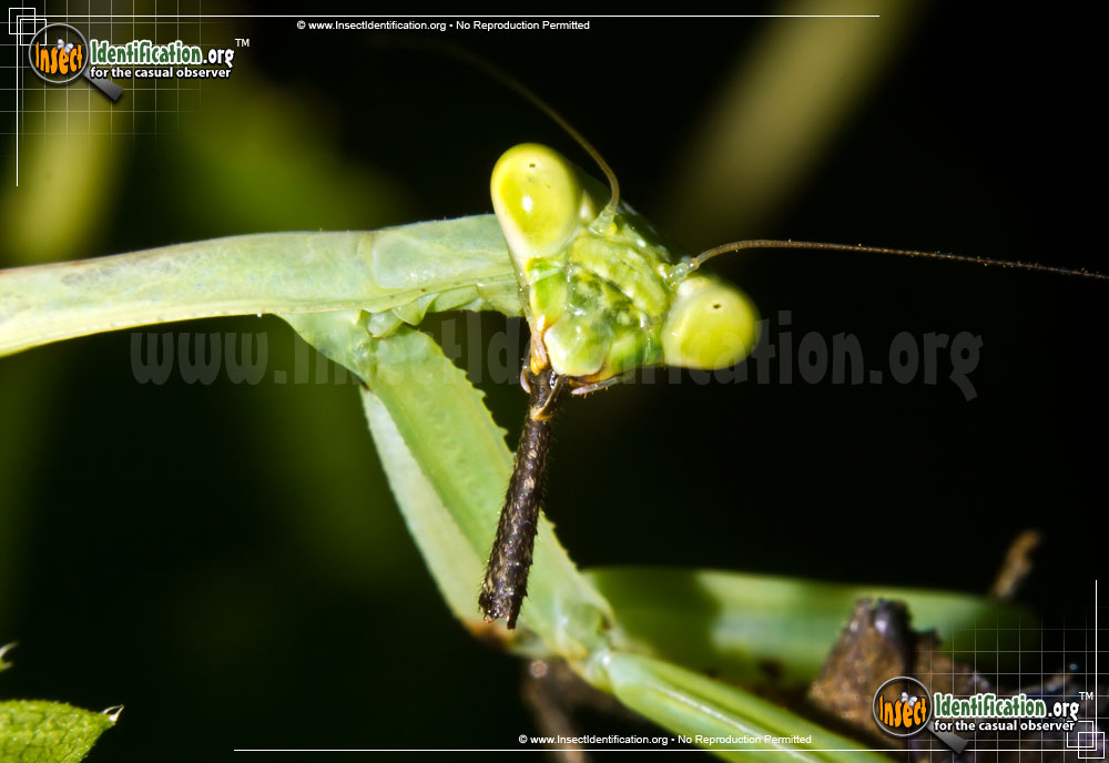 Full-sized image #12 of the Praying-Mantis