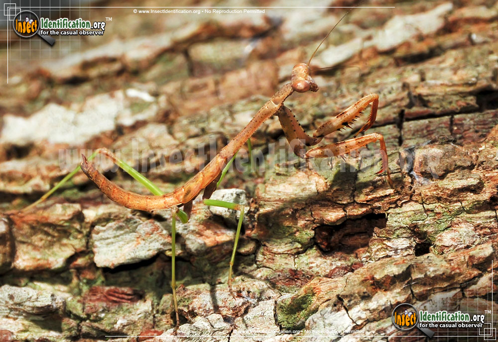 Full-sized image #14 of the Praying-Mantis