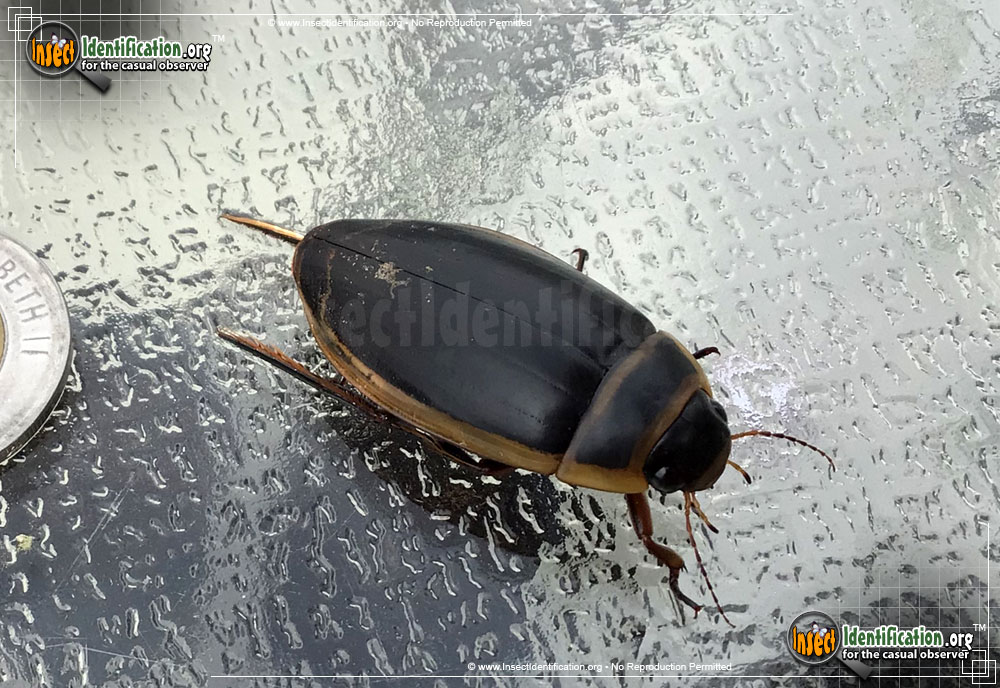 Full-sized image of the Predaceous-Diving-Beetle