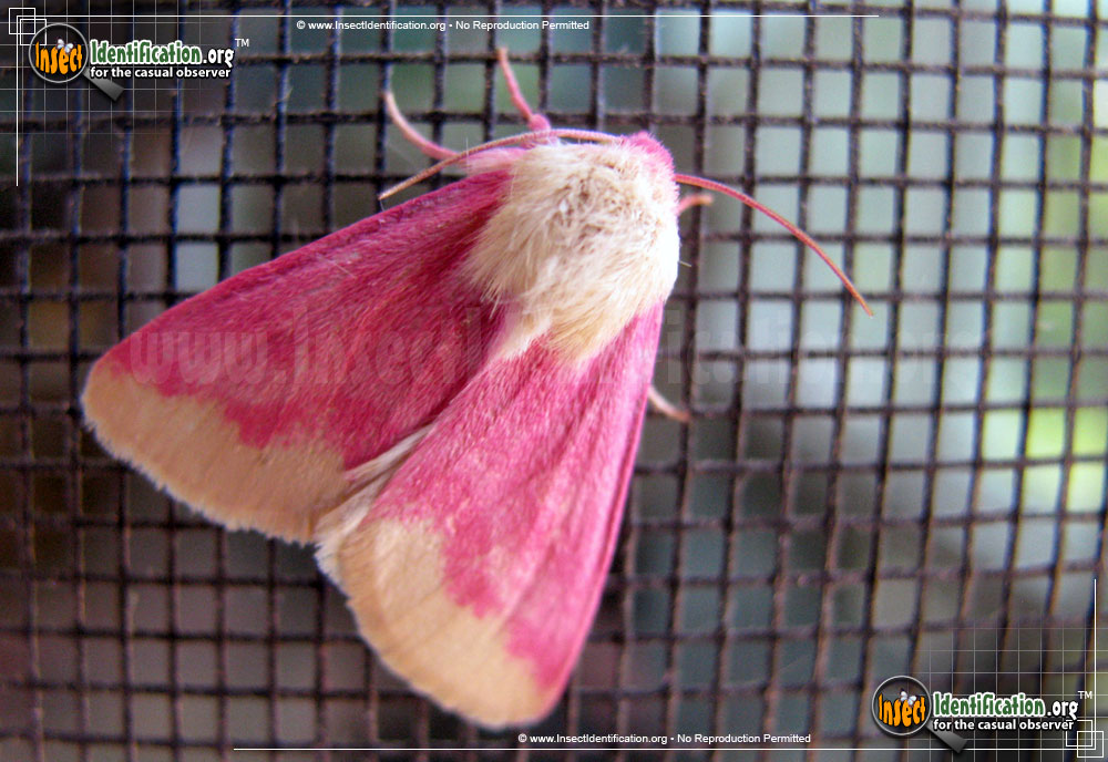Full-sized image of the Primrose-Moth