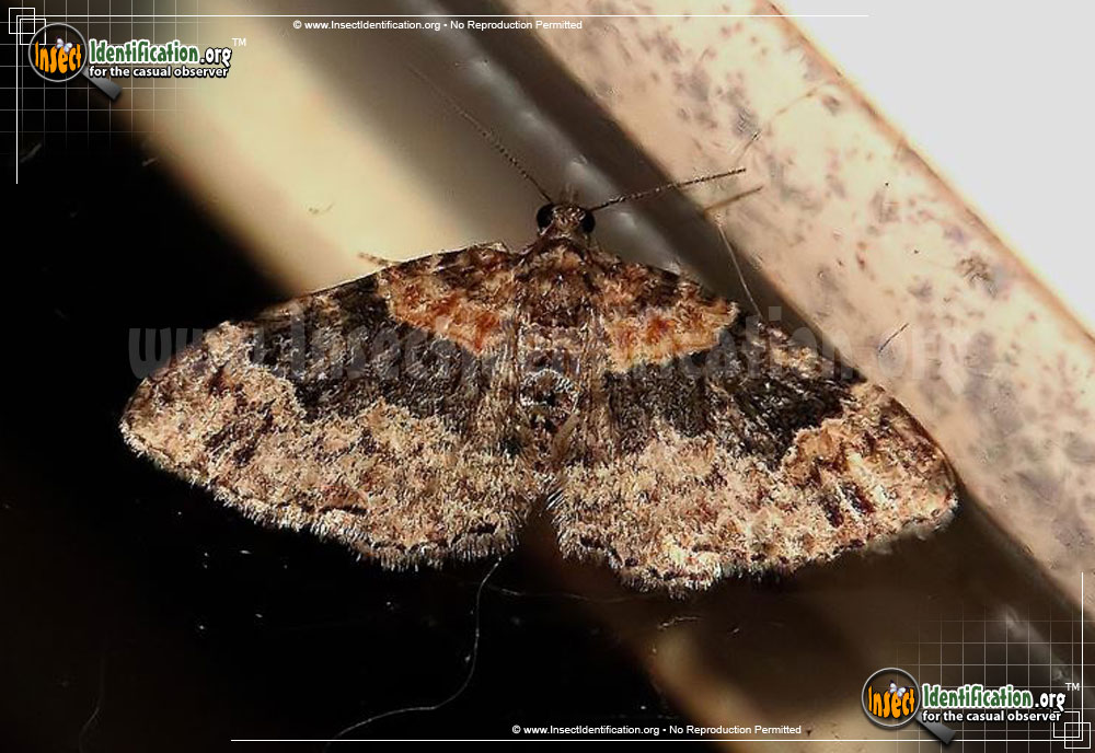 Full-sized image of the Red-Twin-Spot-Moth