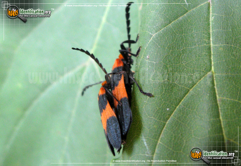 Full-sized image #2 of the Reticulated-Netwinged-Beetle