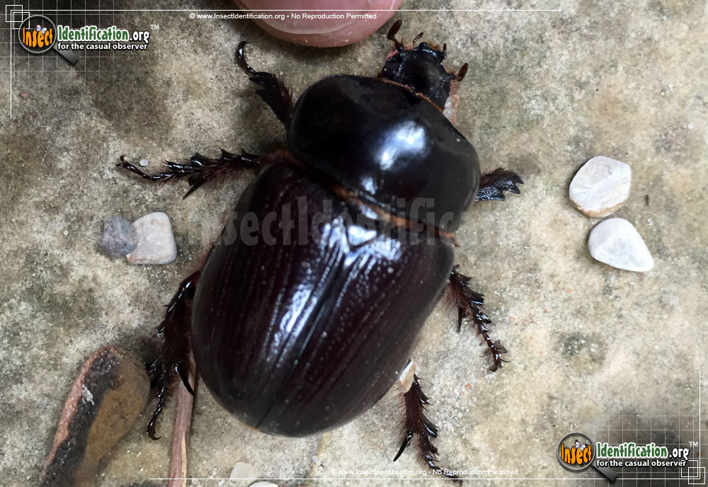 Rhinoceros Beetle Pictures