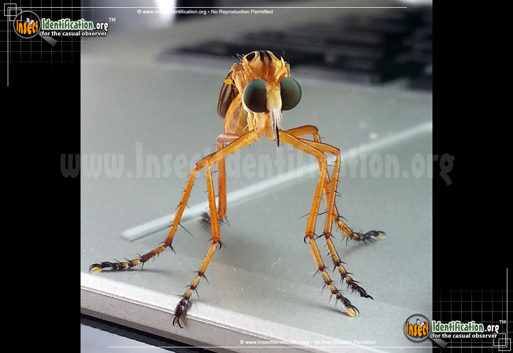 Full-sized image #2 of the Robberfly-Diogmites