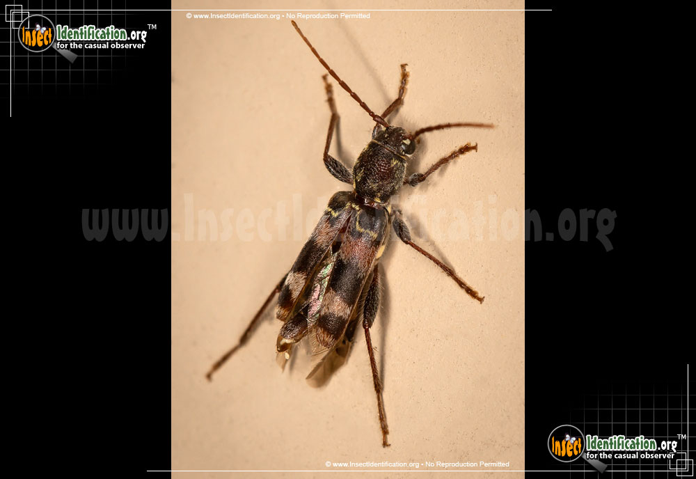 Full-sized image of the Rustic-Borer-Beetle