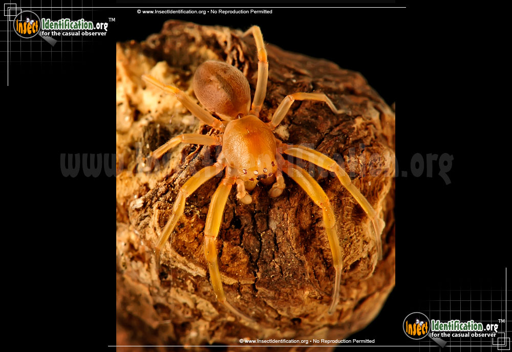 Full-sized image #2 of the Sac-Spider