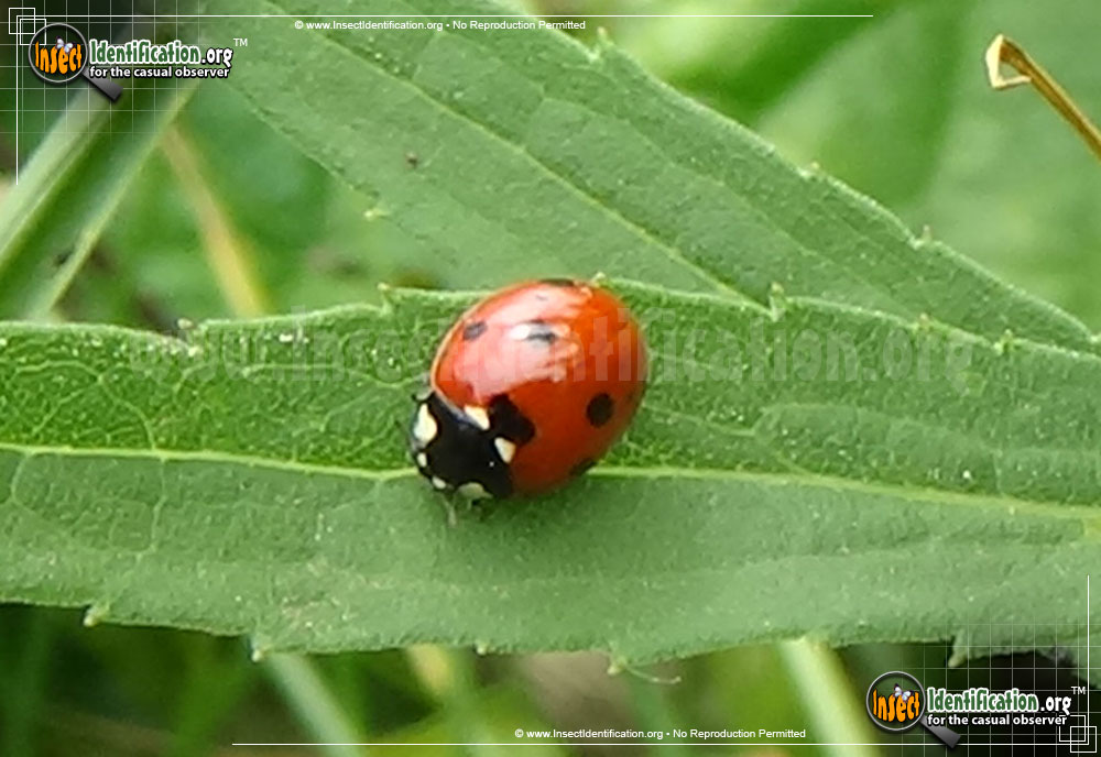 Full-sized image #5 of the Seven-Spotted-Lady-Beetle