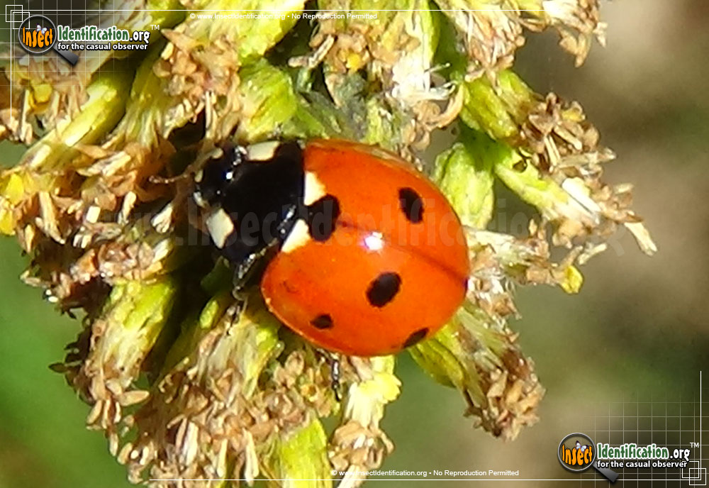 Full-sized image of the Seven-Spotted-Lady-Beetle