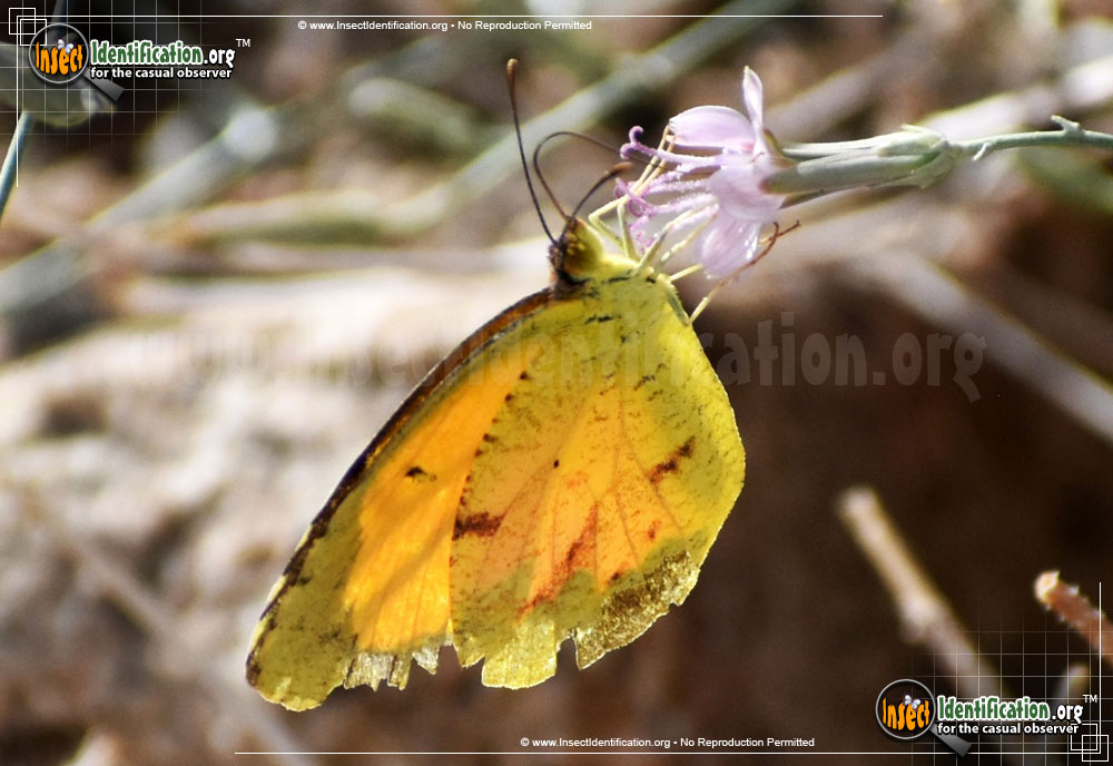 Full-sized image #9 of the Sleepy-Orange-Sulphur-Butterfly