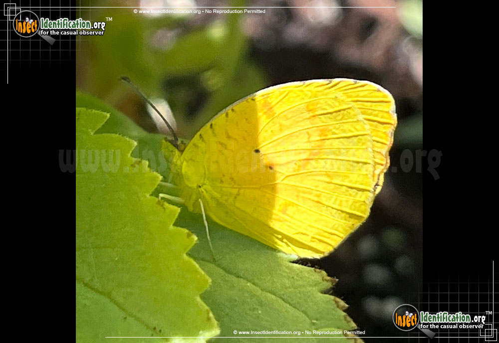 Full-sized image #5 of the Sleepy-Orange-Sulphur-Butterfly