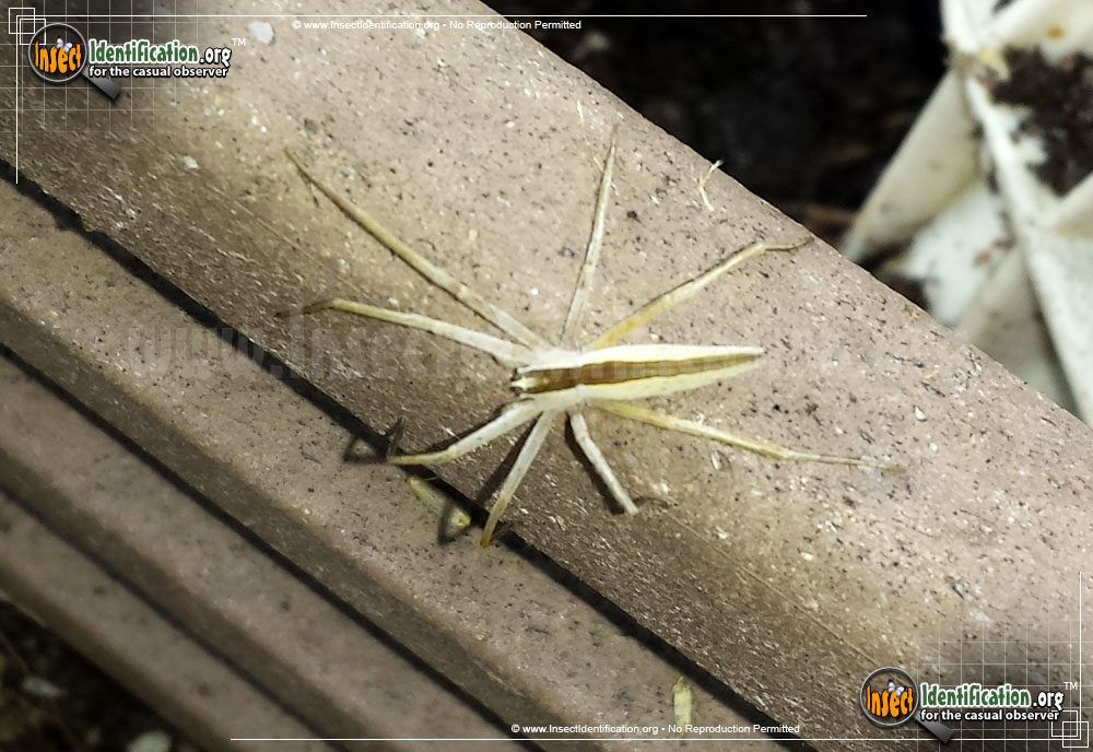 Full-sized image of the Slender-Crab-Spider