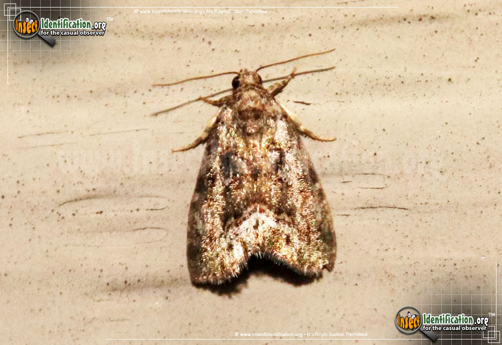 Full-sized image #2 of the Small-Mossy-Glyph-Moth