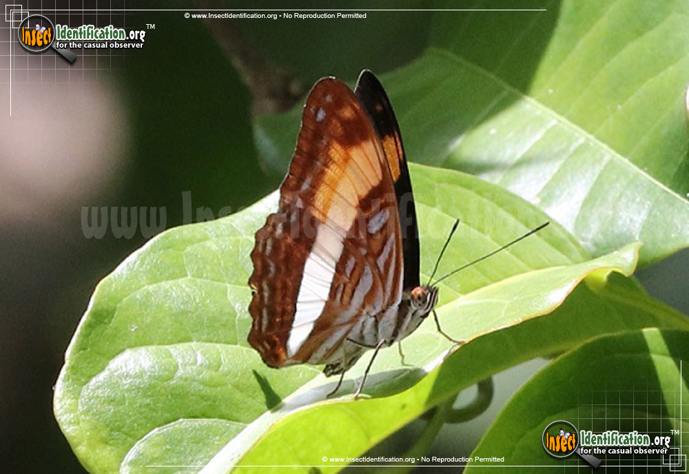 Full-sized image of the Smooth-Banded-Sister-Butterfly