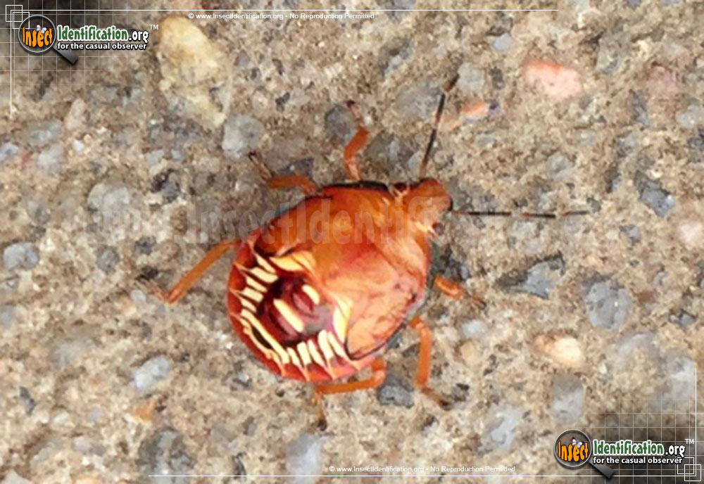 Full-sized image #3 of the Spined-Soldier-Bug