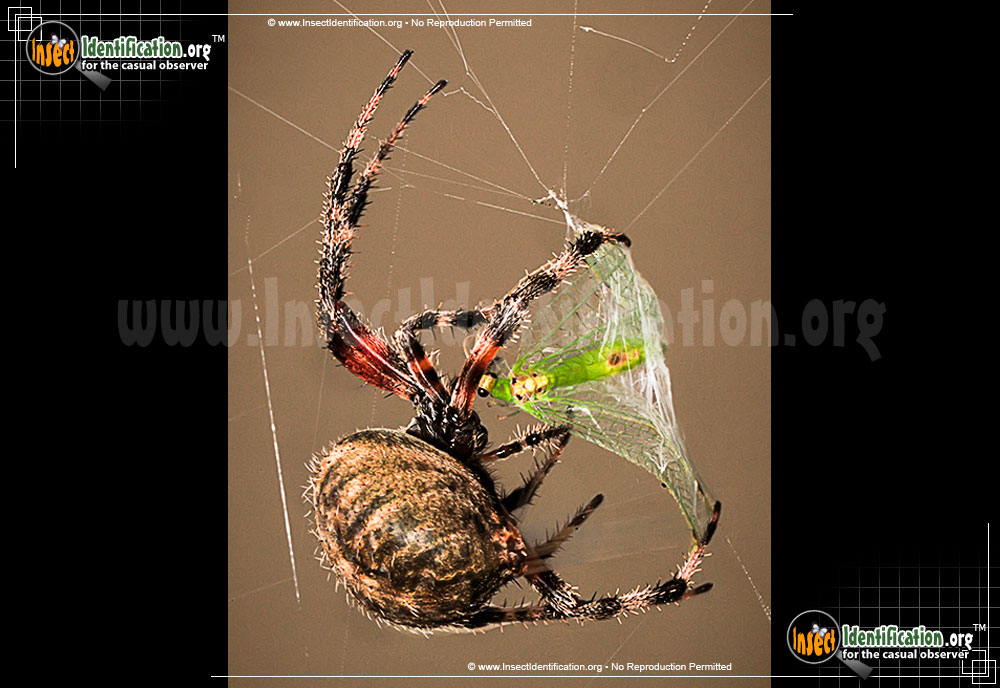 Full-sized image #12 of the Spotted-Orb-Weaver