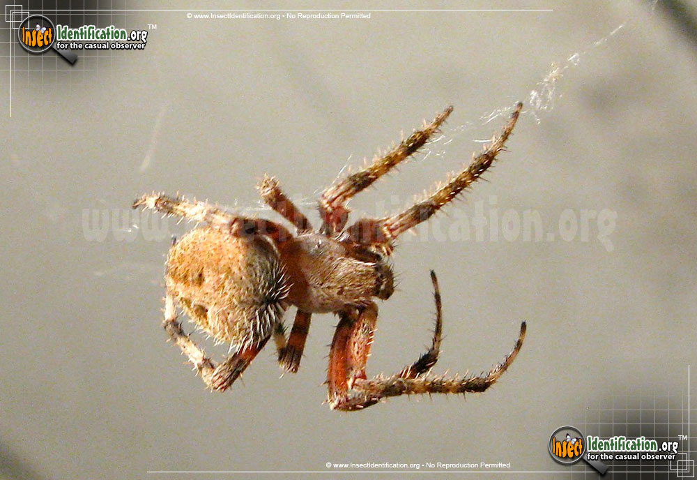 Full-sized image #13 of the Spotted-Orb-Weaver