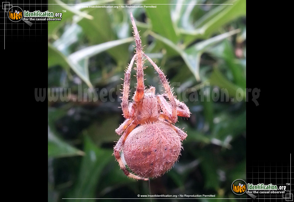 Full-sized image #10 of the Spotted-Orb-Weaver