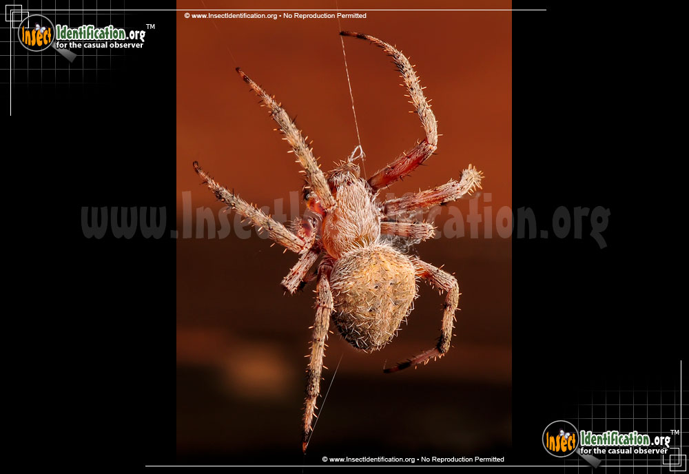 Full-sized image #8 of the Spotted-Orb-Weaver