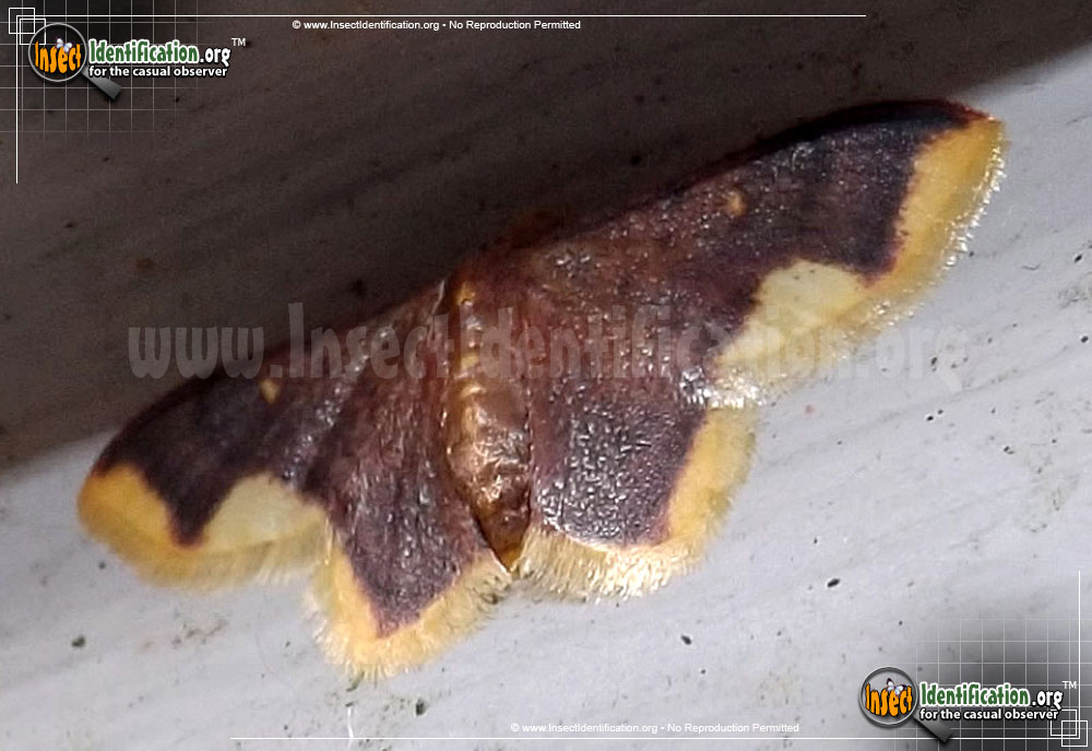 Full-sized image #3 of the Stained-Lophosis-Moth