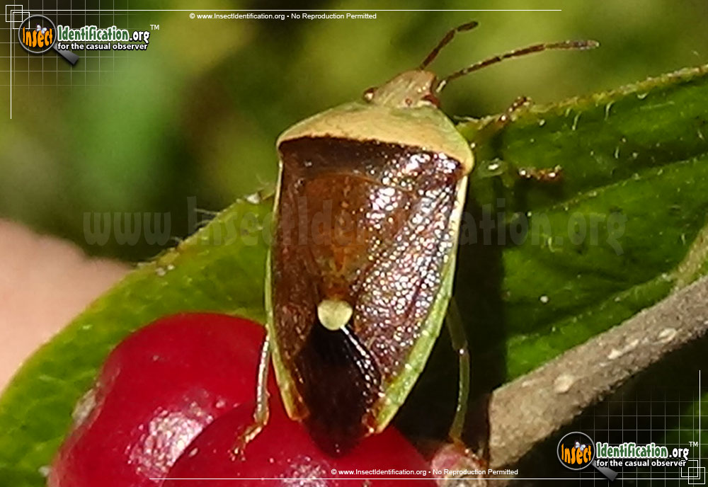 Full-sized image of the Stink-Bug-Nyymph-Banasa-dimidiata