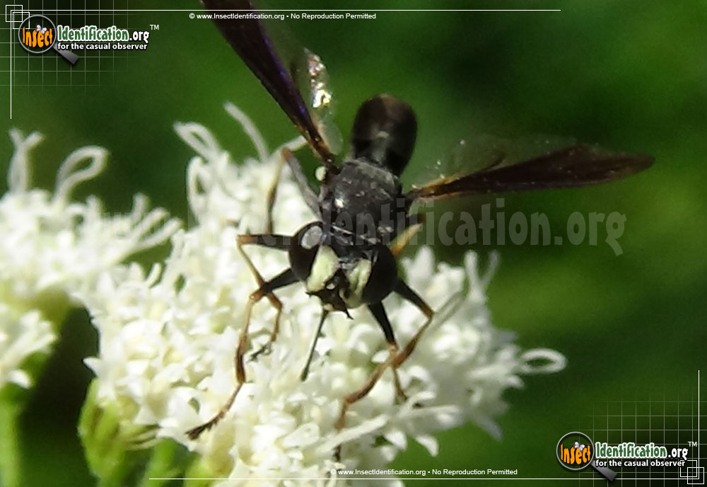 Full-sized image #2 of the Thick-Headed-Fly