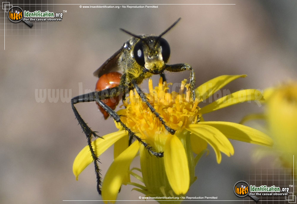 Full-sized image #3 of the Thread-Waisted-Wasp-Prionyx