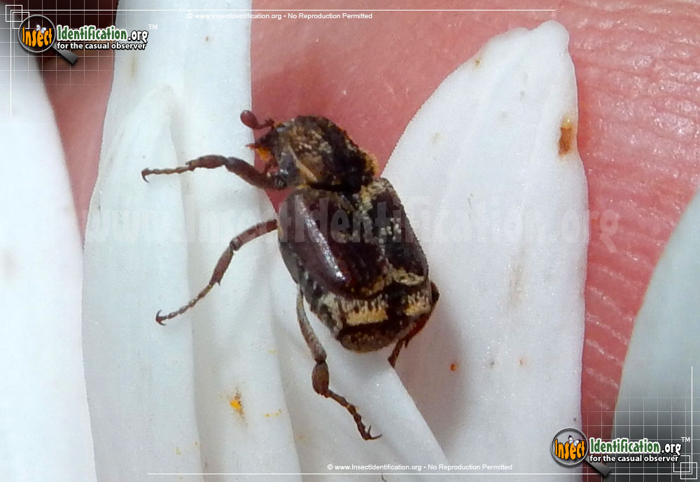 Full-sized image of the Three-lined-Hoplia-Beetle
