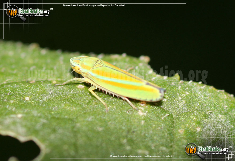 Full-sized image of the Versute-Sharpshooter-Leafhopper