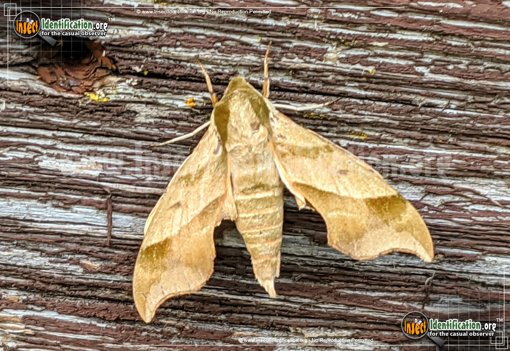 Full-sized image #8 of the Virginia-Creeper-Sphinx-Moth