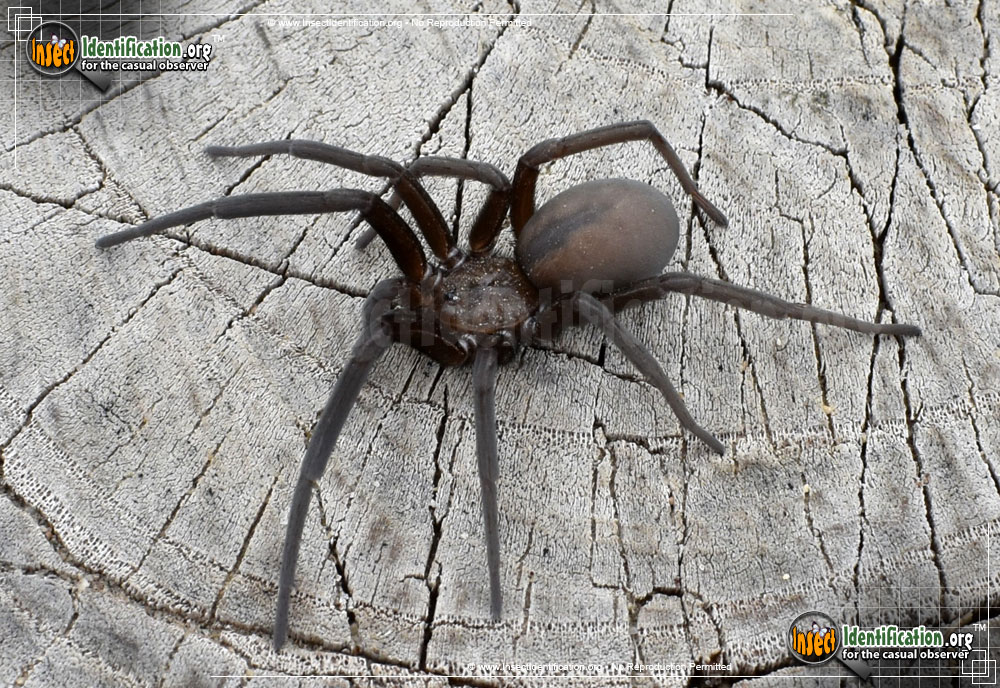 Full-sized image #3 of the Wandering-Spider-Zoropsis-spinimana