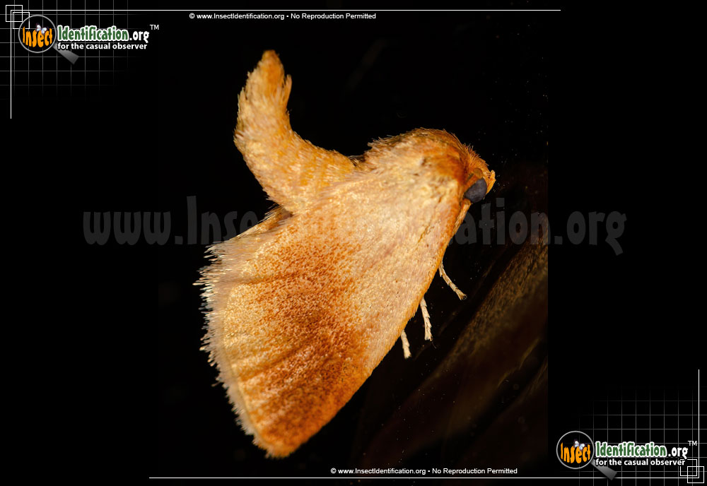 Full-sized image #2 of the Warm-Chevroned-Moth