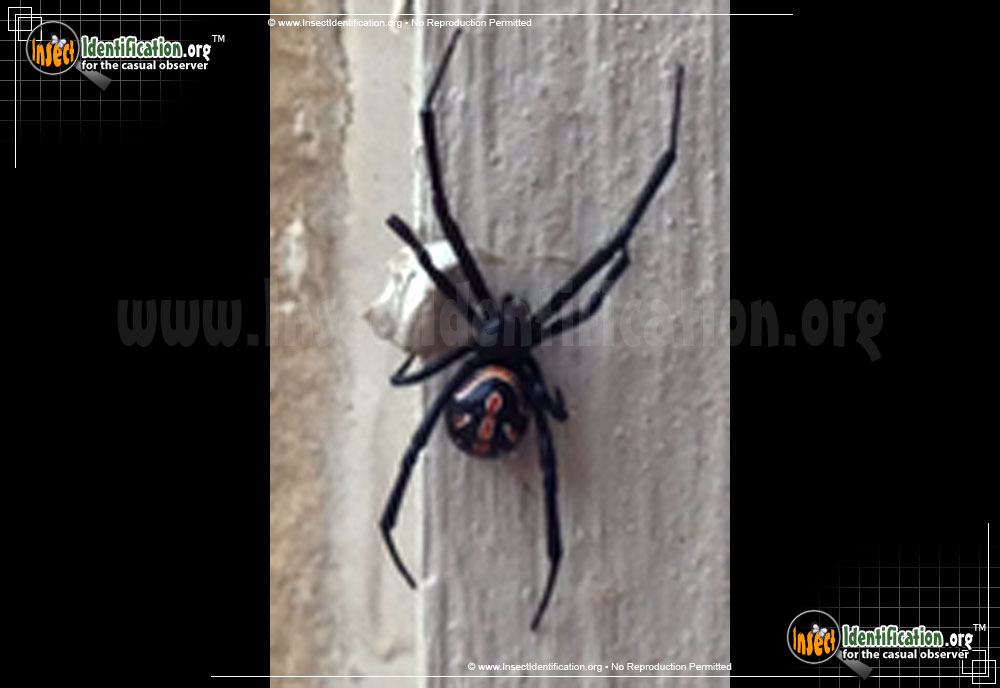 Full-sized image #3 of the Western-Black-Widow