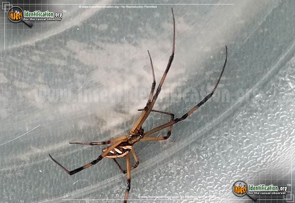 Full-sized image #5 of the Western-Black-Widow