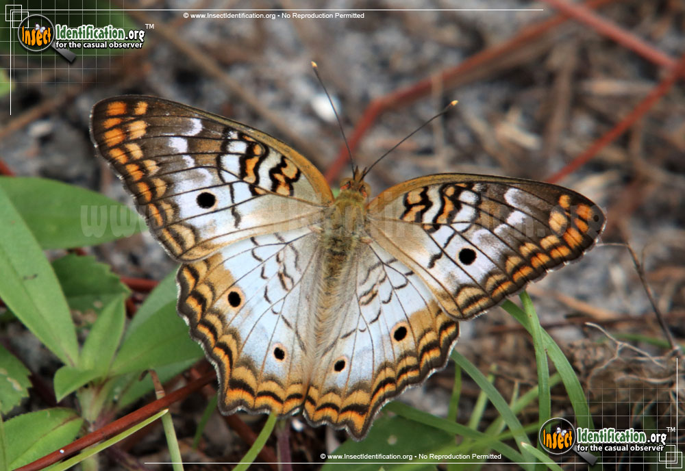 Full-sized image #2 of the White-Peacock-Butterfly
