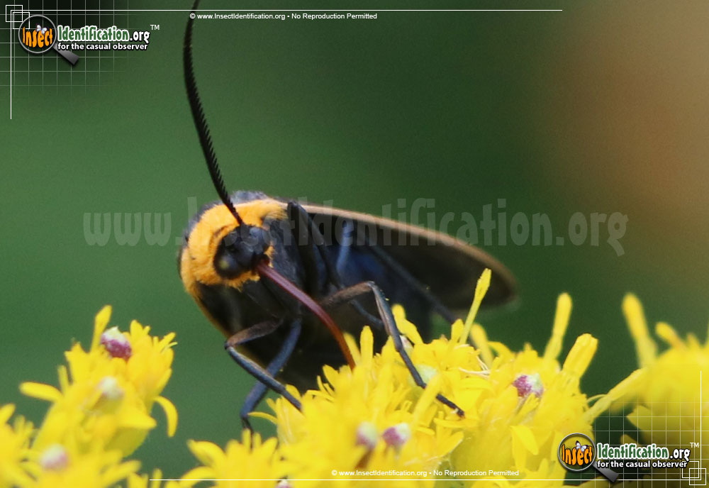 Full-sized image #4 of the Yellow-Collared-Scape-Moth