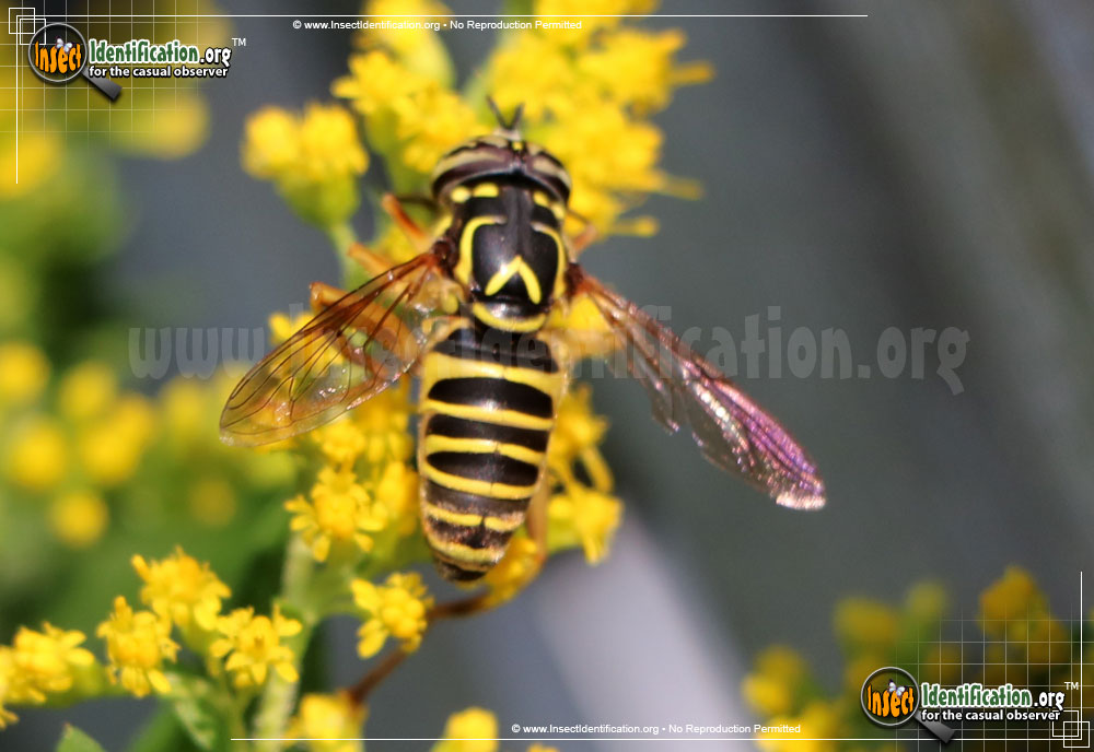 Full-sized image of the Yellow-Jacket-Fly