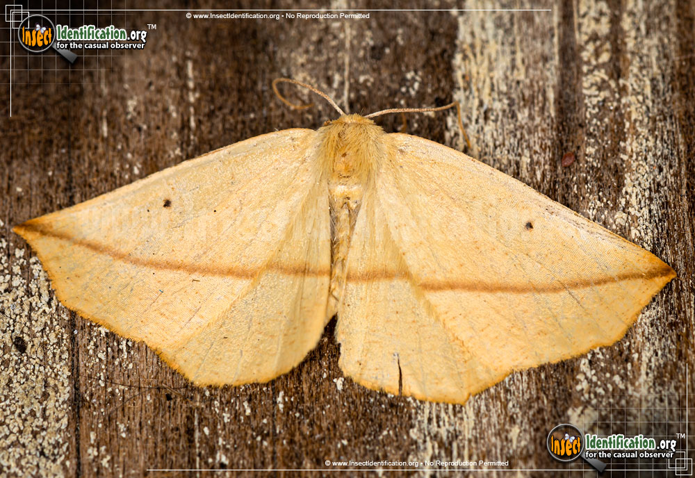 Full-sized image of the Yellow-Slant-Line-Moth