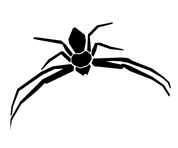 Silhouette image of a spider insect
