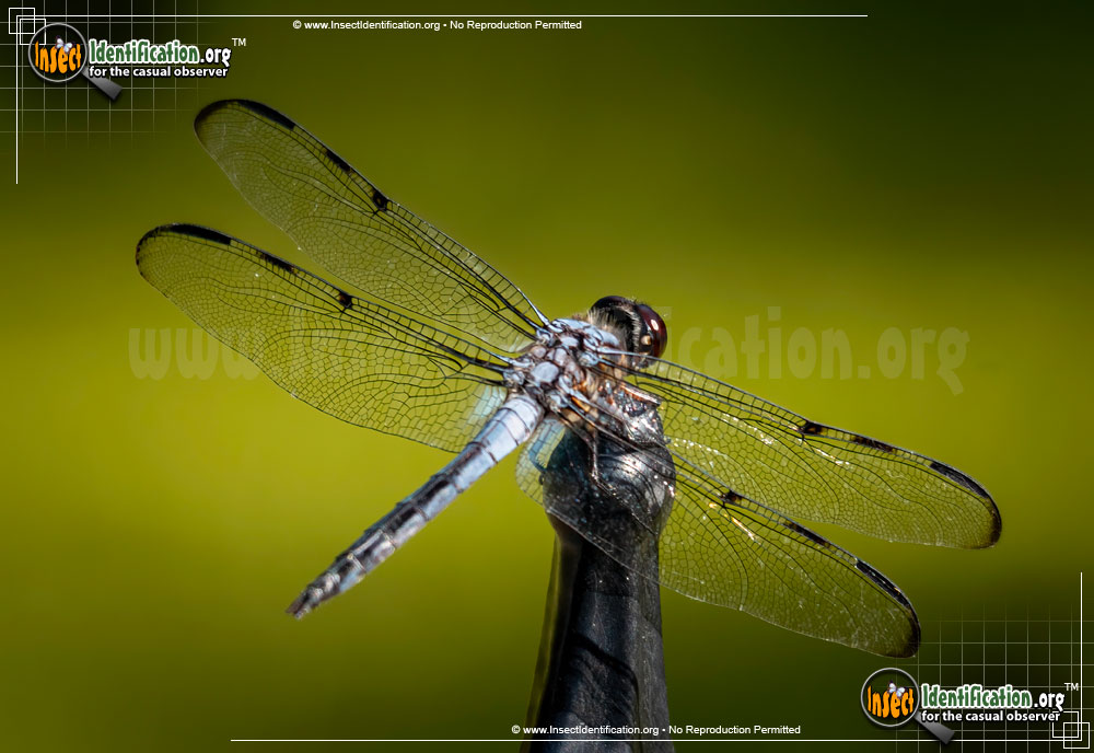 Full-sized image of the Bar-Winged-Skimmer-Dragonfly
