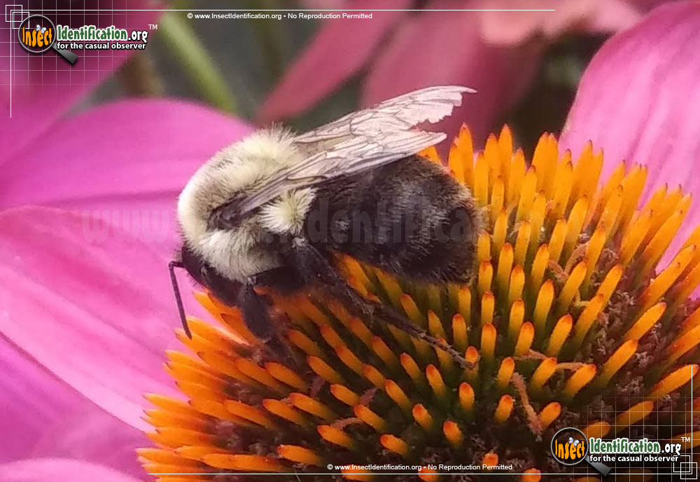 EXT XEN.0011 Midwest Bumble Bee Identification, Ecology, and