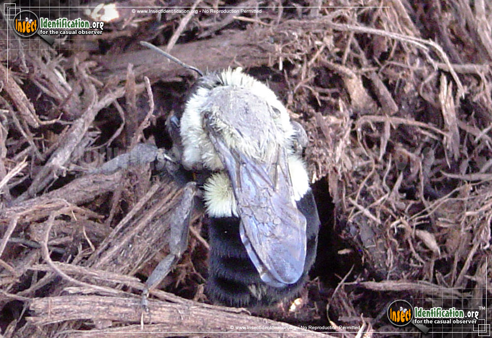 One of the most common North American bumble bee species is