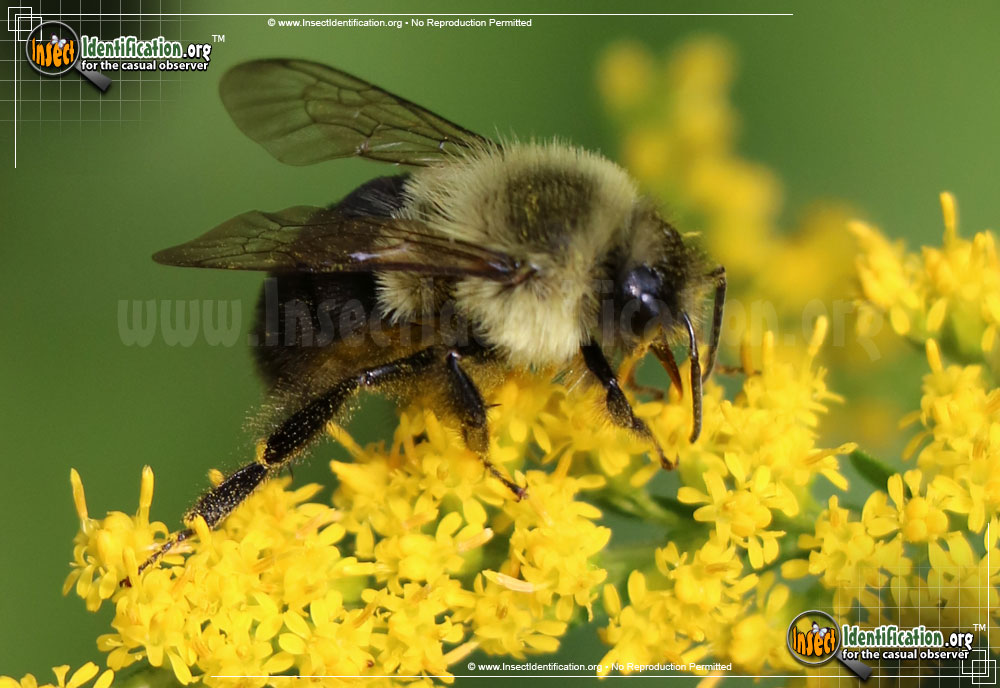 Full-sized image #5 of the Common-Eastern-Bumble-Bee