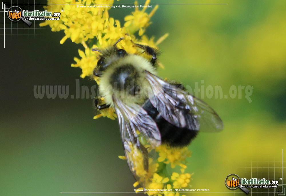 Common Eastern Bumblebee (NPS National Capital Region Bees and